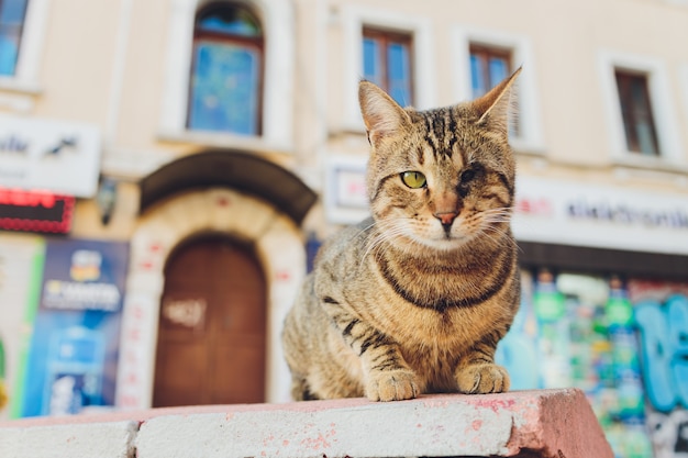 写真 片目が見えない猫を採用。