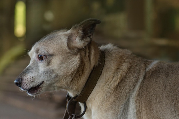 犬の避難所で犬を養子縁組を待っている避難所の雑種犬養子縁組と巨大な悲しい目を持つ新しい家の雑種犬について疑問に思っています