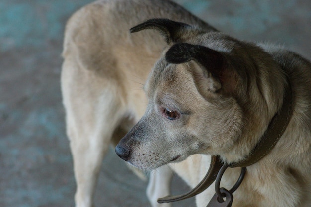 犬の避難所で犬を養子縁組を待っている避難所の雑種犬養子縁組と巨大な悲しい目を持つ新しい家の雑種犬について疑問に思っています