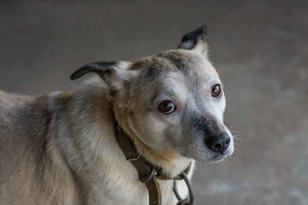 犬の養子縁組。ホームレス犬のための避難所。