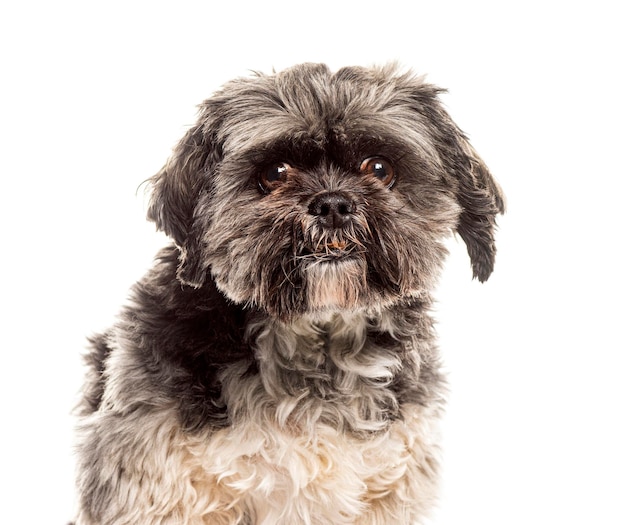 Adorabele shih tzu hond portret op witte achtergrond
