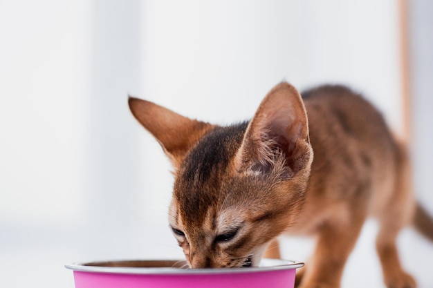 Adorable abyssinian kitty eats wet food on white wooden background Cute purebred kitten on kitchen