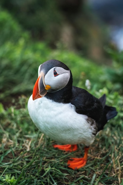 Adorable Atlantic Puffin bird living on the cliff of fjord by coastline in north atlantic ocean during summer at Borgarfjardarhofn Iceland