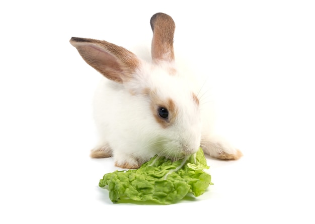 Adorable baby rabbit eating cabbage on white background