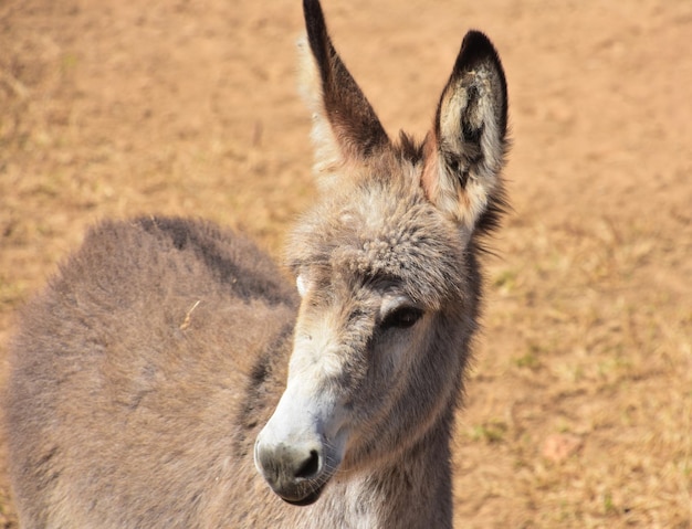 Adorable Baby Wild Donkey with Fluffy Ears