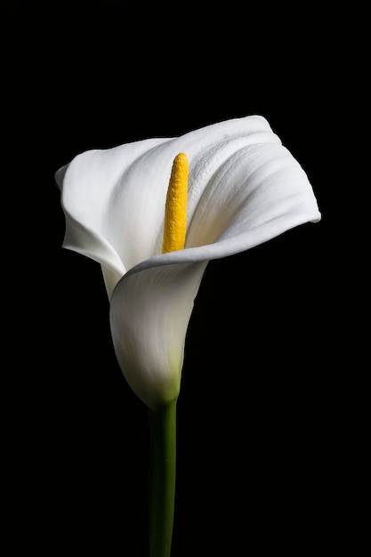 Adorable beautiful Calla lily flower on black