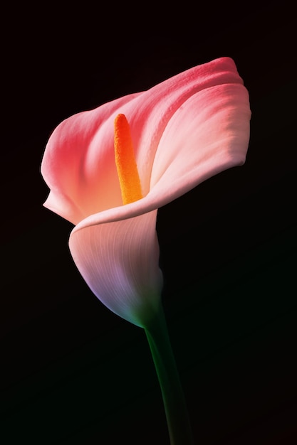 Adorable beautiful Calla lily flower on black