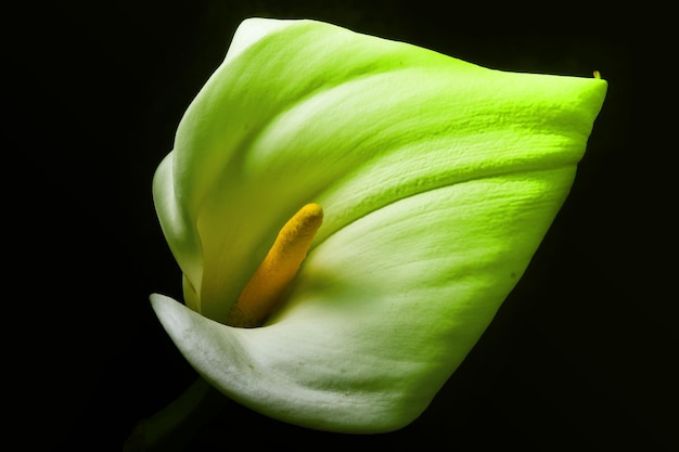 Adorable beautiful colorful Calla lily flower on black