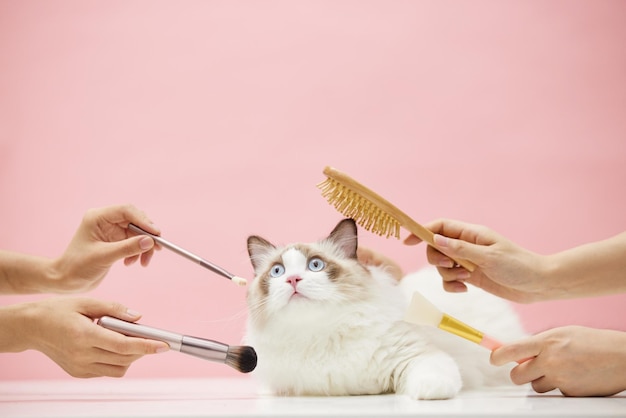 Adorable Beautiful Pet Cat Image Photo Picture