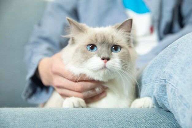 사진 사랑스러운 아름다운 애완 동물 고양이 이미지 사진 사진