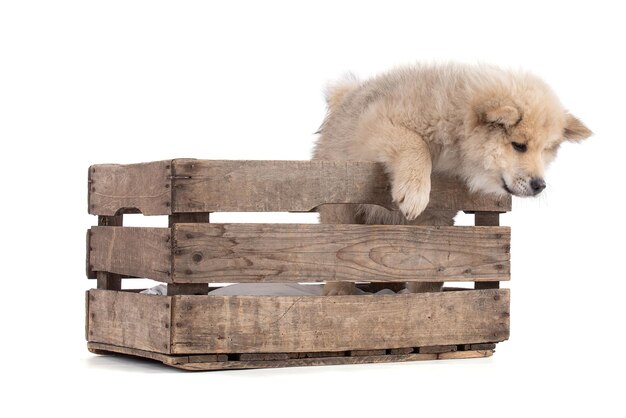 Premium Photo  Adorable beige eurasier puppy jumping out of a wooden box