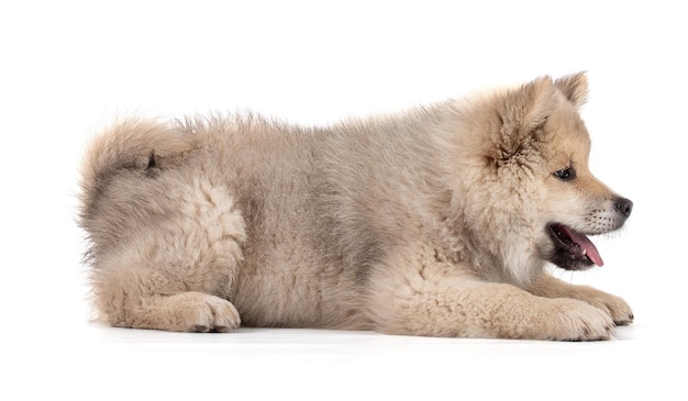 Photo adorable beige eurasier puppy lying