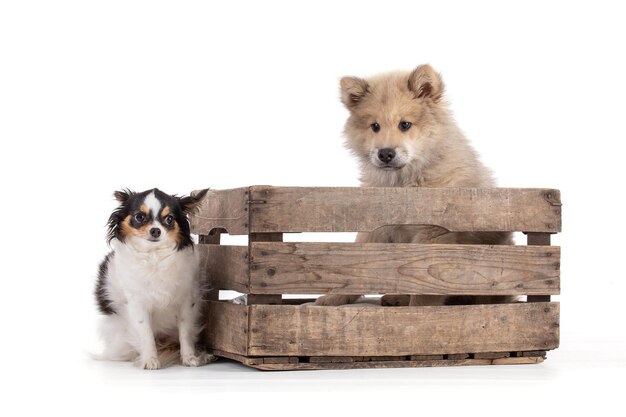 Adorable beige Eurasier puppy with chihuahua in a wooden box