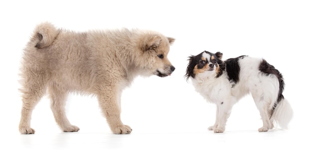 Adorable beige Eurasier puppy with chihuahua