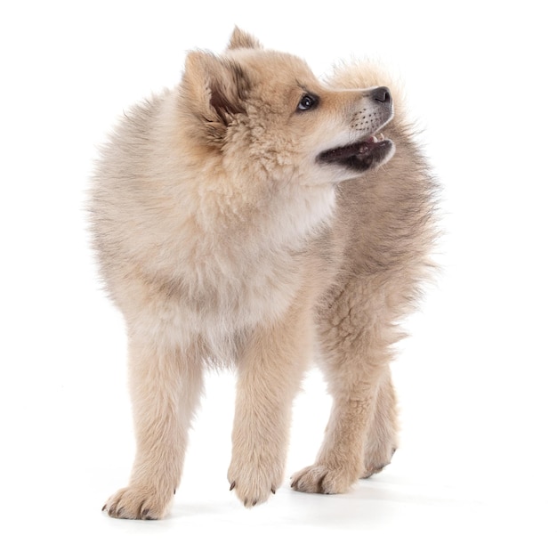 Photo adorable beige eurasier puppy