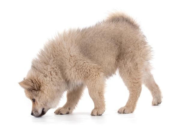 Photo adorable beige eurasier puppy