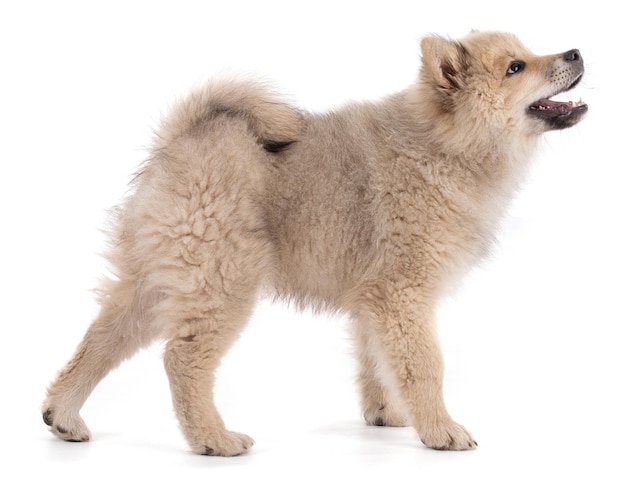 Photo adorable beige eurasier puppy