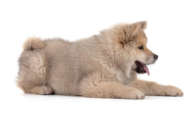 Photo adorable beige eurasier puppy