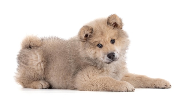 Adorabile cucciolo eurasier beige