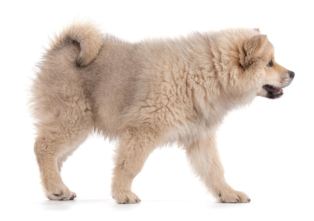 사랑스러운 베이지색 Eurasier 강아지