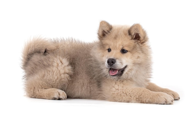 Photo adorable beige eurasier puppy