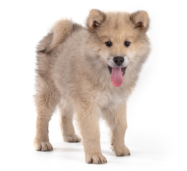 Photo adorable beige eurasier puppy