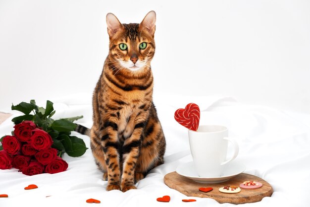 Adorable bengal cat,beautiful pet,animal,sit on white blanket,background among red hearts with red roses,coffee cup,looking at camera.Valentine day,breakfast in bed,romantic,love concept.Copy space.