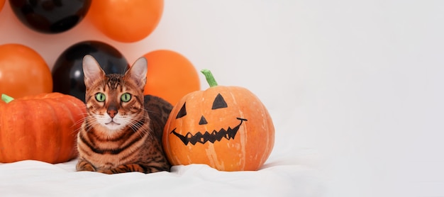 Adorable bengal cat lying on bed horror face pumpkinBeautiful pet on Happy Halloween dayCopy space