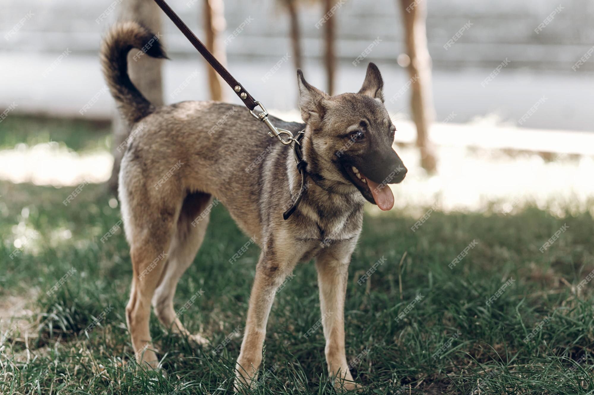 Page 30 | Dog Spring Images - Free Download on Freepik Page 30 | Dog Spring Images - Free Download on Freepik