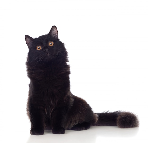 Adorable Black Persian cat