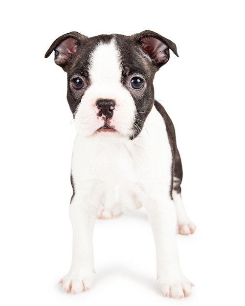 Adorable Black and White Boston Terrier Puppy Dog