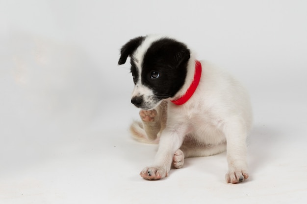 Adorable black and white mixed breed dog