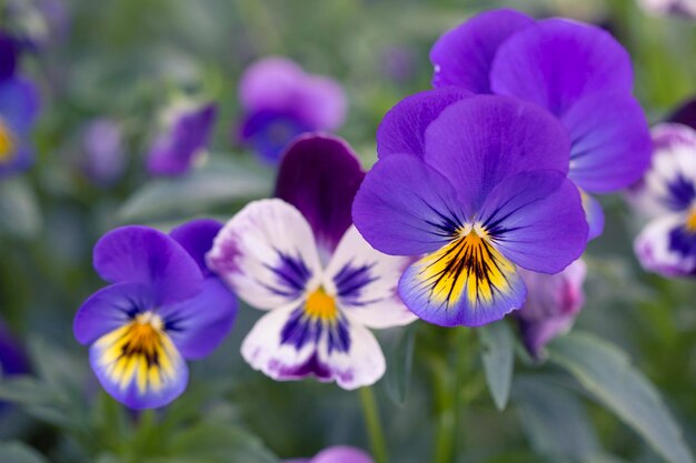 Adorable blooming pansies in summer garden on natural background