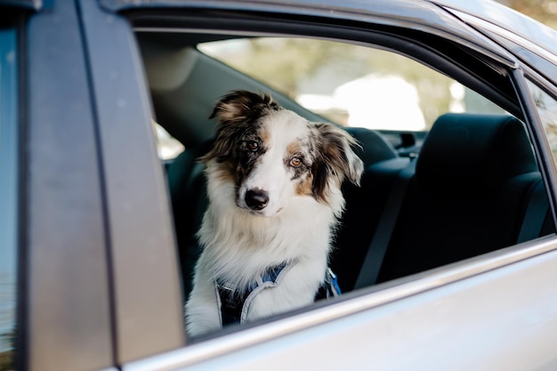 Adorable border collie dog in the back seat of a car