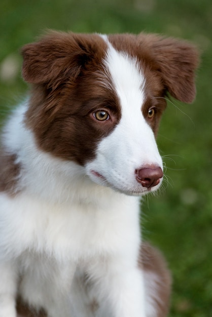 Adorable Border collie puppy sitting on the ground. Four months old cute fluffy puppy in the park.