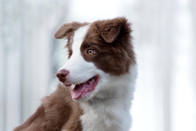 Adorable Border Collie puppy sitting on the ground Four months old fluffy puppy in the park