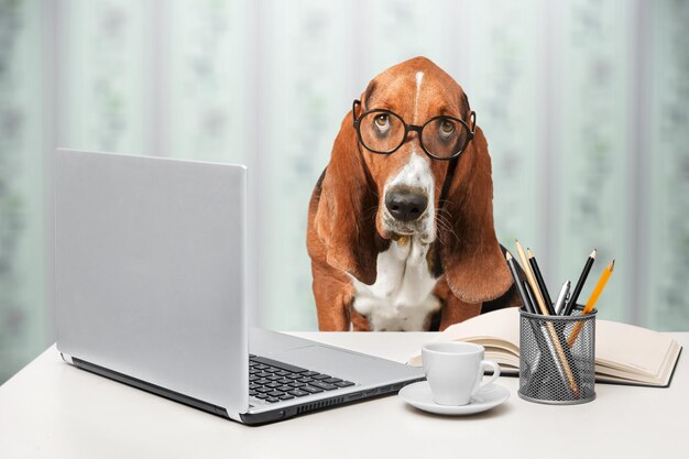 귀여운 보스 괴짜 개는 컴퓨터 노트북을 사용하여 원격 프로젝트를 수행합니다.