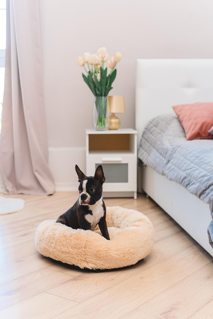 Adorable Boston Terrier dog sitting on a cozy dog bed Domestic adorable pet concept