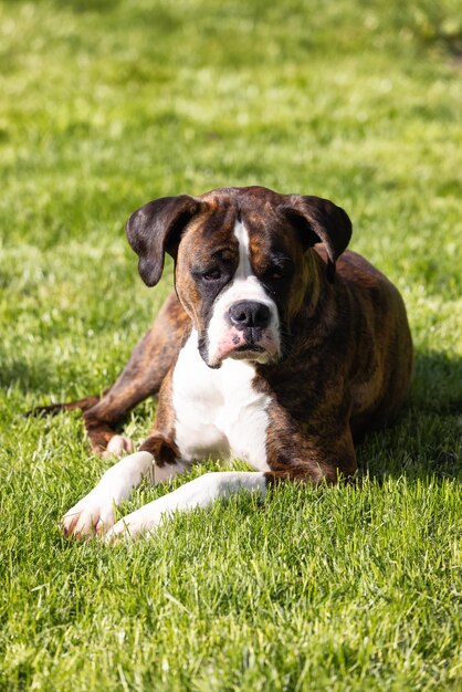 Adorable Boxer Dog relaxing on grass outside