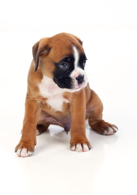 Adorable boxer puppy sitting