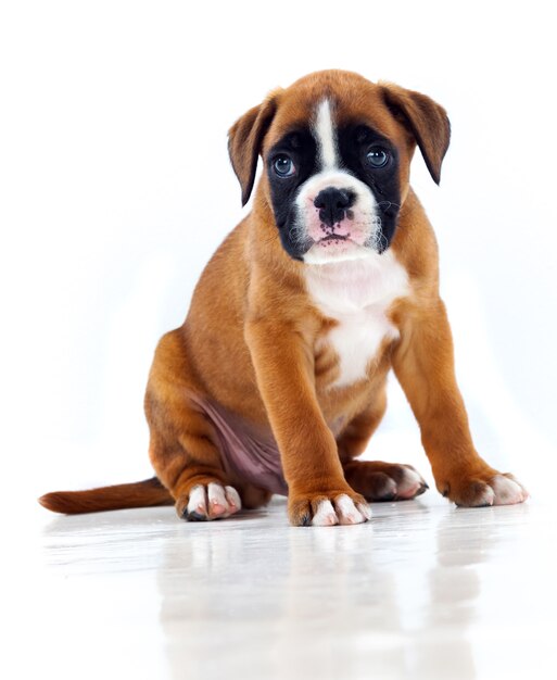 Adorable boxer puppy sitting 
