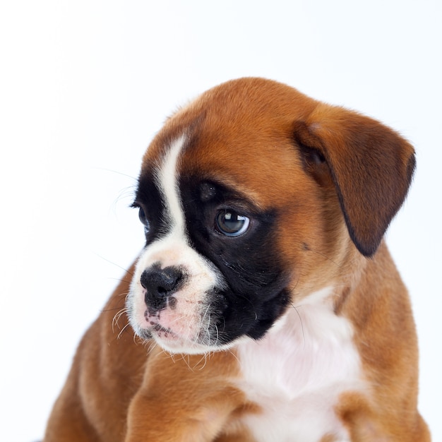 Adorable boxer puppy sitting 