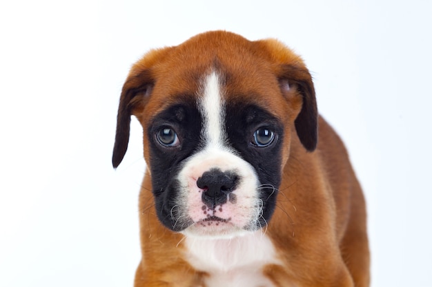 愛らしいボクサーの子犬が座って