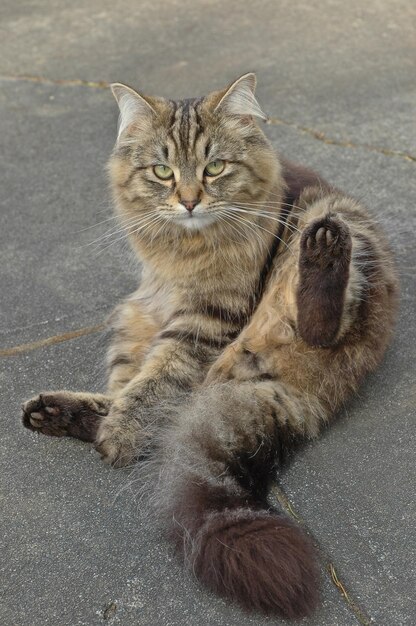 愛らしいブリティッシュロングヘアの猫が座っています