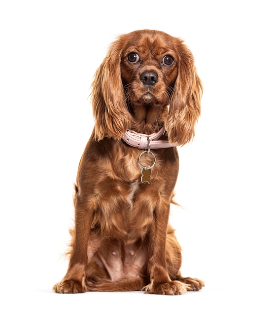 Adorabile cucciolo di cavalier king charles marrone su sfondo bianco