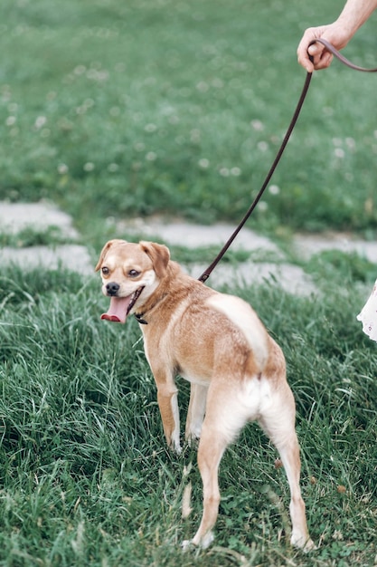 所有者の幸せな犬とひもにつないだ愛らしい茶色の犬は、養子縁組の概念のために公園の犬の散歩に舌を突き出しています