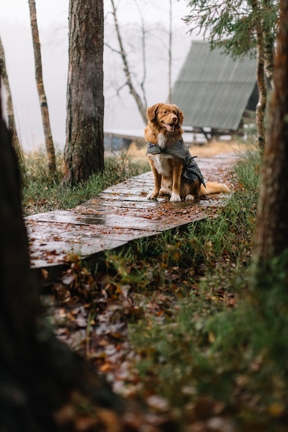 Adorable brown Nova Scotia Duck Tolling Retriever sitting on wooden path among the pine trees. Friendly dog waiting human. Travelling with pets. Selective focus, copy space. Animal love concept.