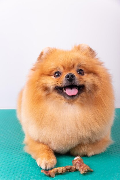 Adorabile cane pomerania marrone che mangia cibo secco per animali domestici per allenarsi e giocare a simpatici animali su sfondo bianco primo piano del viso