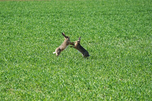 Adorable brown rabbits fighting on the field