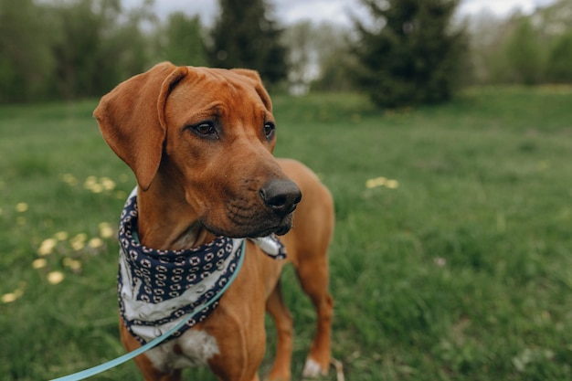 녹색 잔디에 칼라와 가죽 끈이 서 있는 반다나를 입은 사랑스러운 갈색 Rhodesian Ridgeback 개